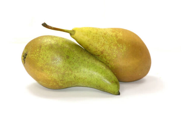 Conference Pears